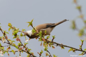 White Collared Yuhana