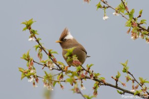 White Collared Yuhana