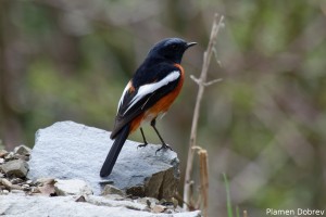White Throated Red Start
