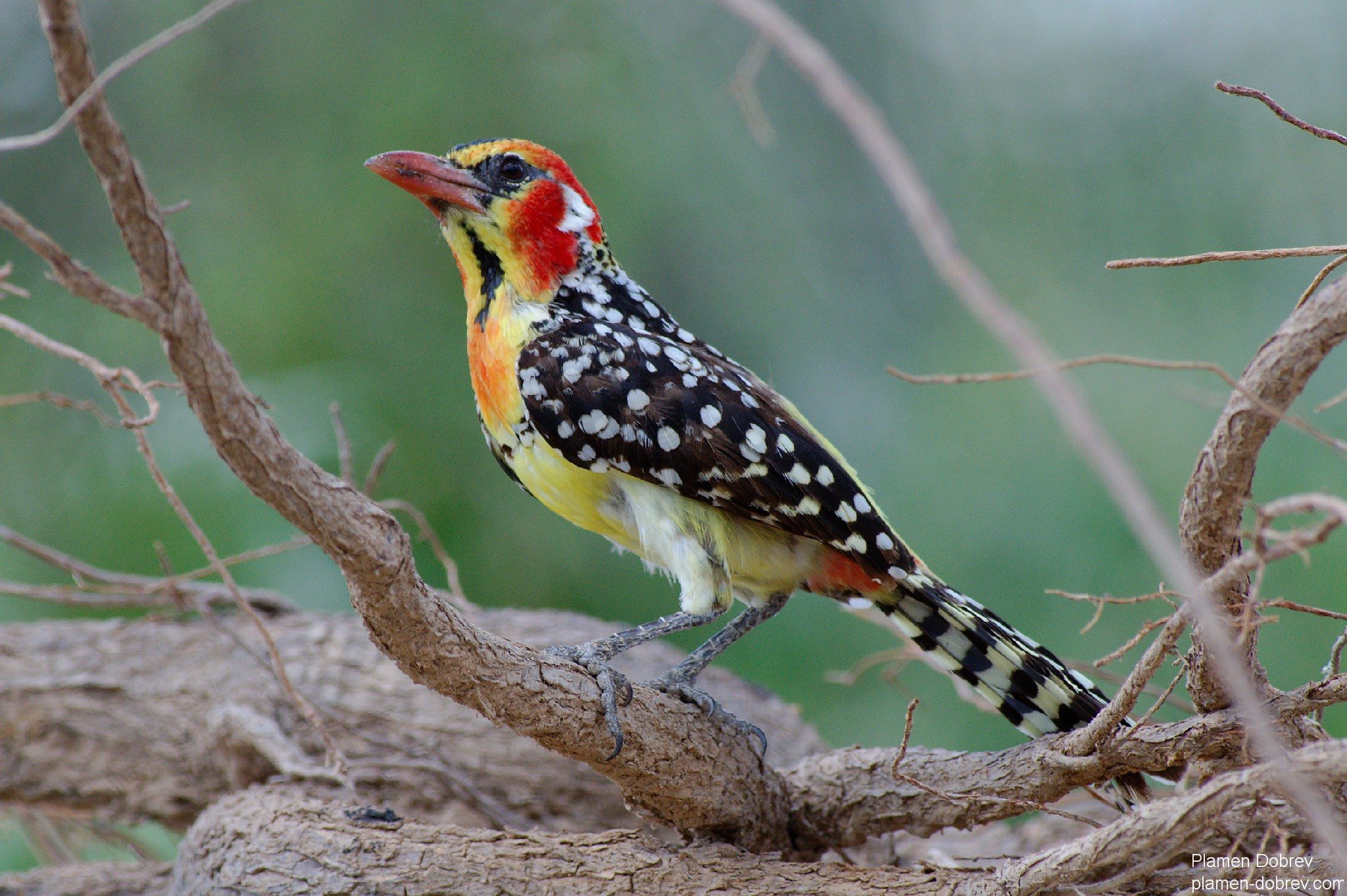 Wildlife of Kenya