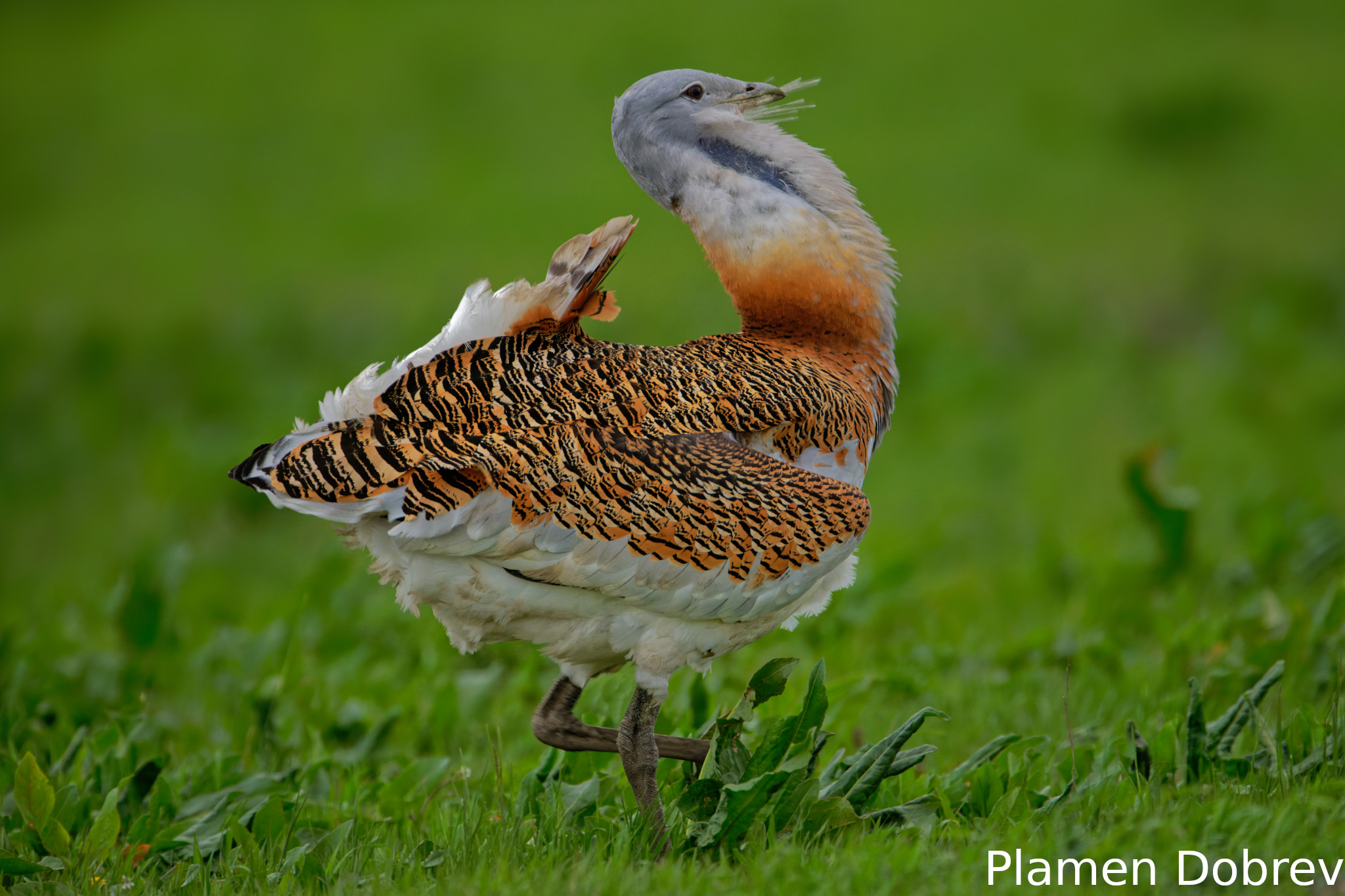 Great Bustard tour in Hungary