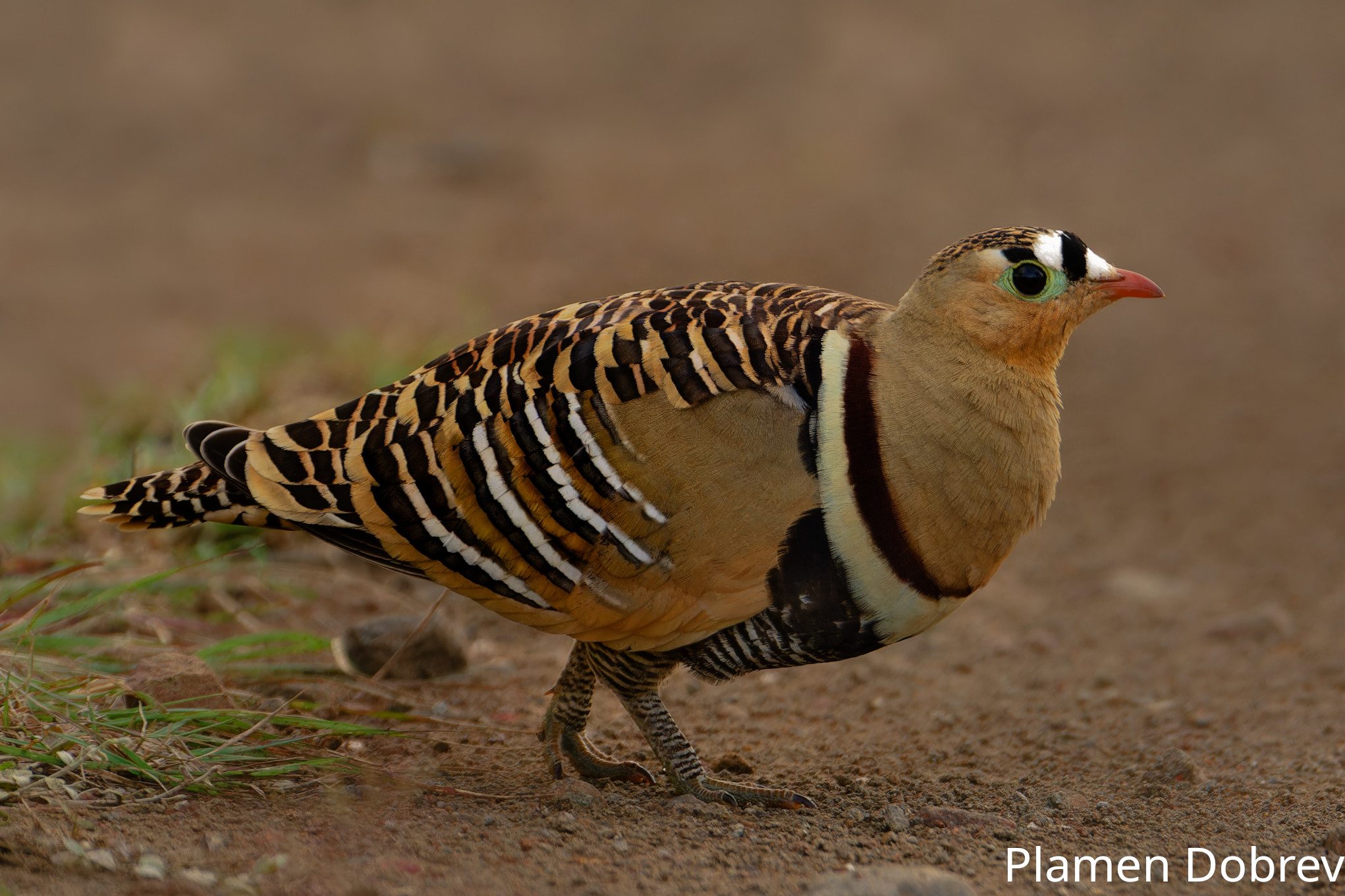 Monsoon Birds in India