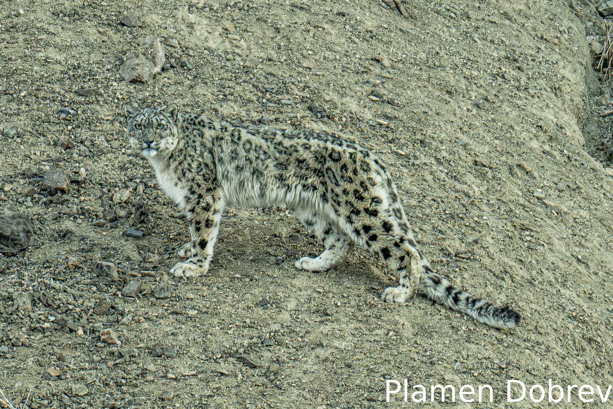 Ladakh Snow Leopard Expedition